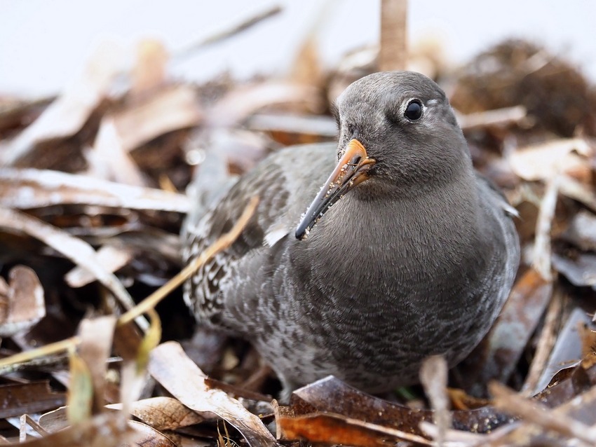 Piovanello violetto ( Calidris maritima ) prima segnalazione nel Lazio